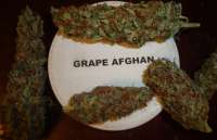 An image of Grape Afghan Kush