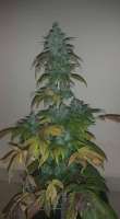 An image of Headbanger Auto