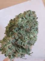 An image of Playboy OG Kush