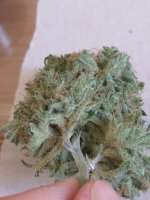 An image of Playboy OG Kush