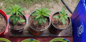Santa Marta Colombian Gold's picture by LunarStonerGrows
