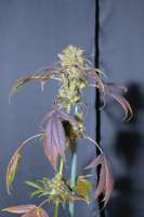 An image of Wilma Kush