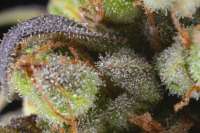 An image of Wilma Kush