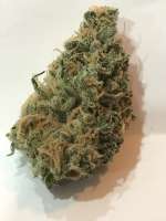 An image of Island Sweet Skunk