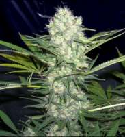 An image of Aurora Indica