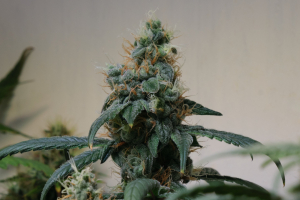 California Orange Bud's picture by Turbothorsten