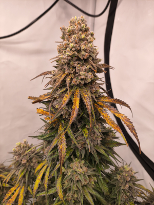 Image #28122516608681087