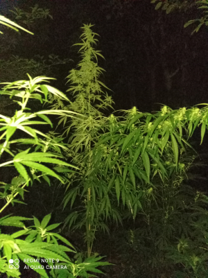 An image of Cinderella 99 IBL