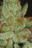 An image of Fire OG BX