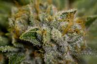 White Fire (OG Raskal Genetics) :: Cannabis Strain Info :: SeedFinder.eu