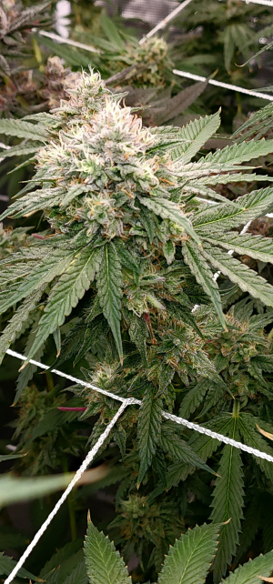 Image #05022677796575317