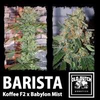 An image of Barista