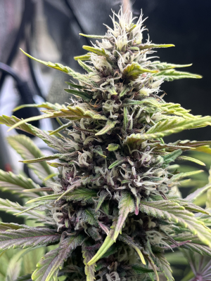 Image #03122531698842326