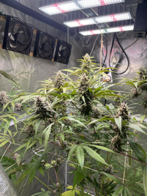 Image #03122534019980387