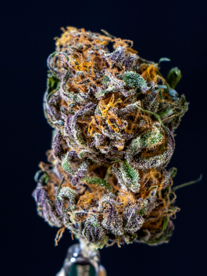 Image #03122551377350877