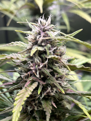 Image #03122554000851041