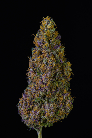 Image #03122592309840599