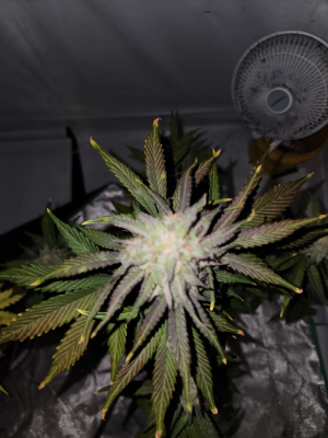 An image of Blueberry Glue