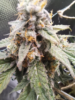 Pure Kush's picture by theManiac