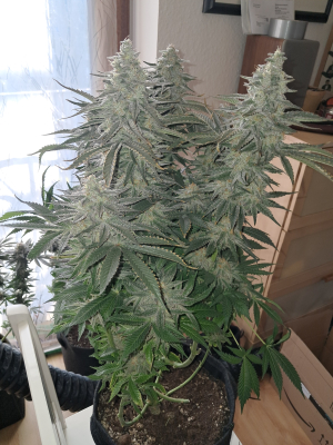 An image of Trop Cherry