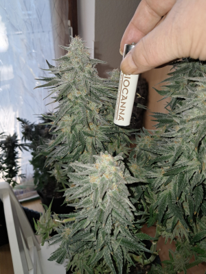 An image of Trop Cherry