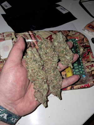 An image of Trop Cherry