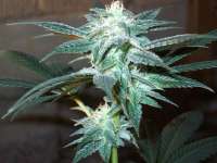 An image of Indica / Sativa