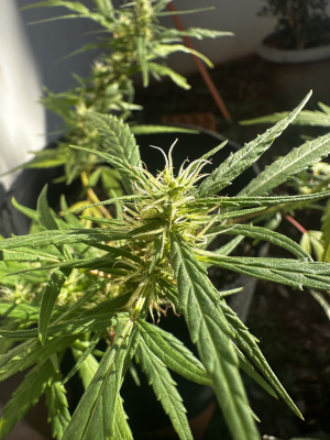An image of Paraguay - Sativa
