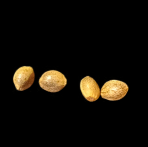 Unknown Strain's picture by KeganLee