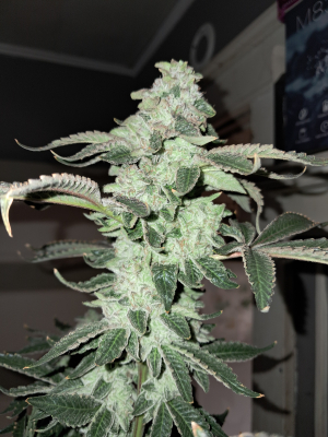 Swampwater Fumez x Zsunami's picture by fortune5000