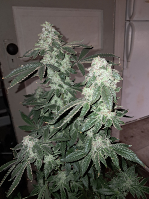 Swampwater Fumez x Zsunami's picture by fortune5000