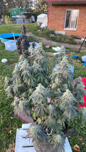 An image of Manchego