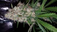 An image of Mendocino Skunk