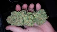 An image of Mendocino Skunk