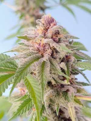 Image #22112522487202297