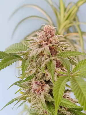 Image #22112558591892992