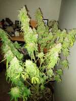 An image of Piensa En Moby Dick Auto