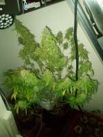 An image of Piensa En Moby Dick Auto