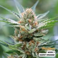 An image of Agent Orange