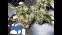 An image of Piff Coast Sour Diesel