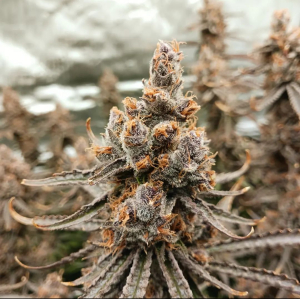 An image of Super Tropicanna Haze