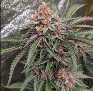 An image of Super Tropicanna Haze