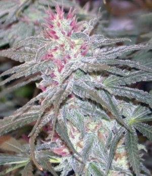 An image of Cherry Reaper