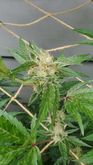 Ghost Of Subcool's picture by PugetSoundSeeds