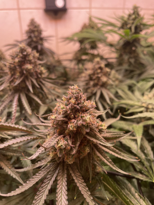 Pure Glitter's picture by Gianner