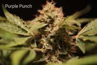 An image of Purple Punch