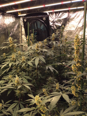 Gush Mints's picture by TherapySeeds
