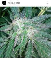 An image of Riley Kush