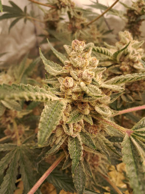 Image #23012623209378364