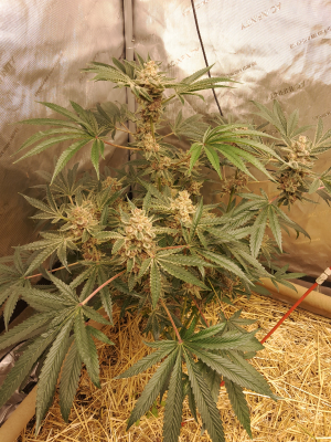 Image #23012669076838950